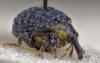 Cionus sp.